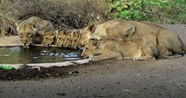 Eine gute Tat: ein Mann legte in Afrika einen Teich an, damit Tiere ihren Durst stillen konnten