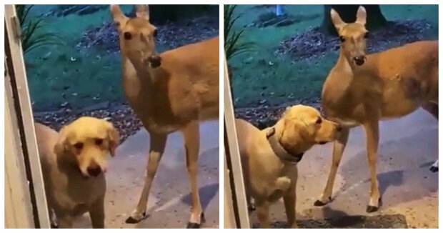 Ein besonderes Abendessen: Die Hunde kamen mit einem neuen Gast nach Hause und “luden” ihn ins Haus ein