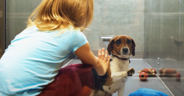 Beagle wurde zum zweiten Mal ins Tierheim gebracht: Menschen aus der ganzen Stadt halfen ihm bei der Suche nach einer liebevollen Familie