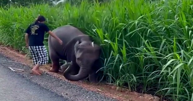 Süßes Elefantenbaby dankte dem Mädchen, das es aus dem Schlamm gezogen hatte