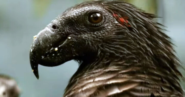 Der adlerähnliche Papagei: Aufnahmen von einer seltenen Papageienart, die in Neuguinea lebt