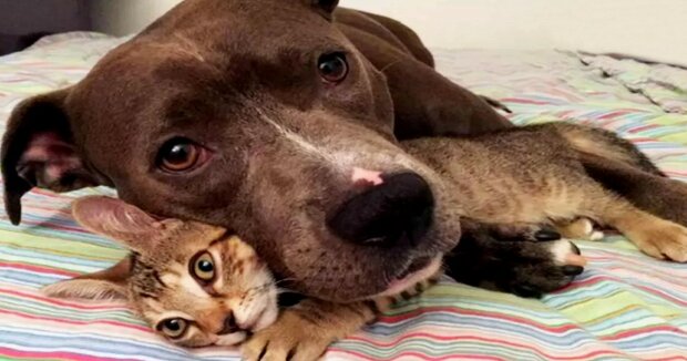 Ein freundlicher Pitbull brachte eine schwangere Straßenkatze nach Hause, damit sie an einem sicheren Ort gebären konnte