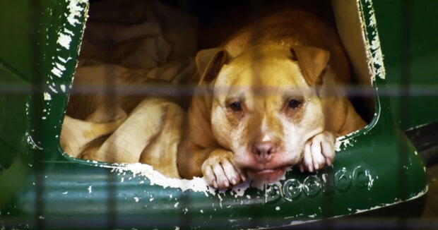 Ein streunender Hund fand ein abgelegenes Plätzchen fern von Menschen: Die Tierheim-Mitarbeiter mussten das Vertrauen des Babys gewinnen