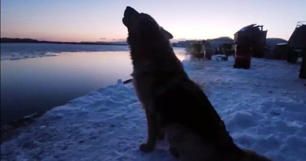 Der Hund saß am Ufer und heulte laut, damit die Leute seine Freundin retten