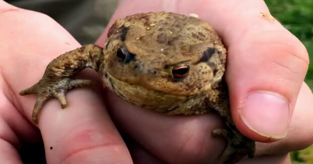 Der Thailänder ist sich sicher, dass ihm sein besonderer Frosch viel Glück bringt