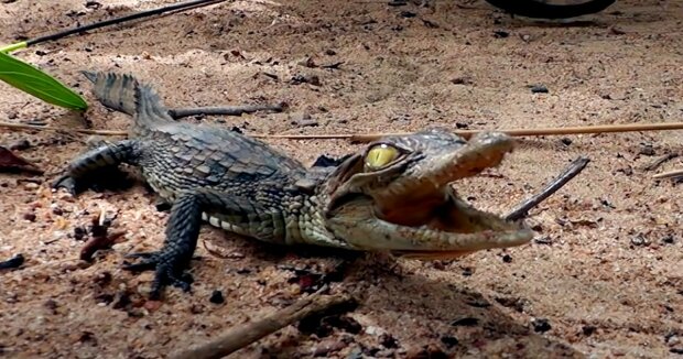 Die Fischer fingen einen Alligator, der begann sich zurück zu entwickeln: er begann wieder wie ein Fisch auszusehen