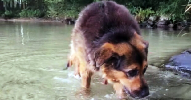 Sieben Jahre im Tierheim: Tierschützer organisierten ein schönes Wochenende für einen älteren Hund