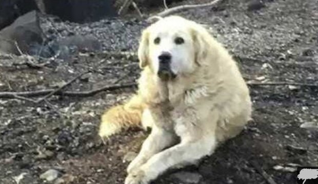 Mann nähert sich dem auf einem Felsen gestrandeten Hund und kann die Tränen nicht zurückhalten