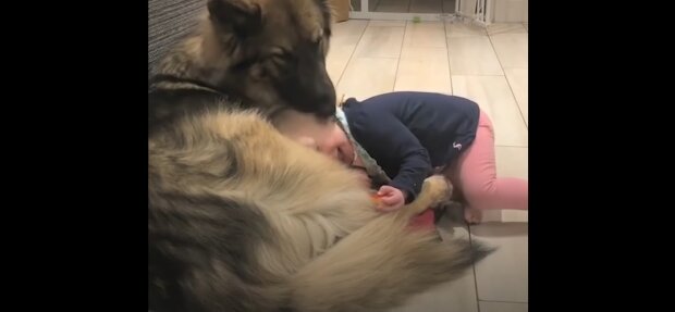 Ein verspielter Deutscher Schäferhund wird sanftmütig, als er seine kleine menschliche Schwester kennenlernt
