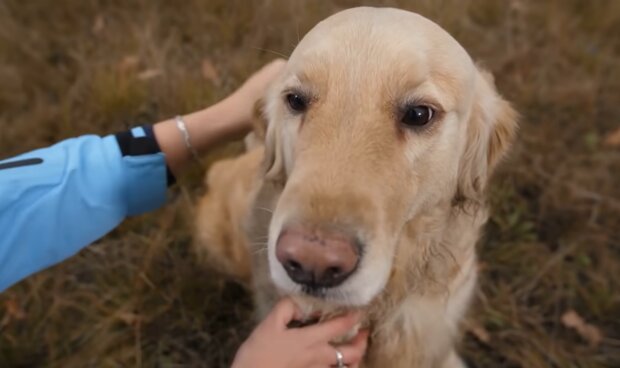 Diensthund trifft auf Frau, die ihn aufgezogen hat: Jetzt werden sie nie mehr getrennt sein