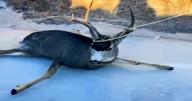 Menschen bemerkten einen Hirsch, der sich in einer schwierigen Situation befand, und eilten ihm zu Hilfe