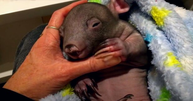 Gute Menschen fanden in freier Wildbahn einen kleinen Wombat, der ganz allein geblieben war, und brachten das Baby an einen sicheren Ort