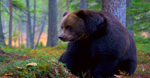 Ein riesiger Bär bewachte 2 Tage einen 3-jährigen Jungen, der sich im Wald verlaufen hatte