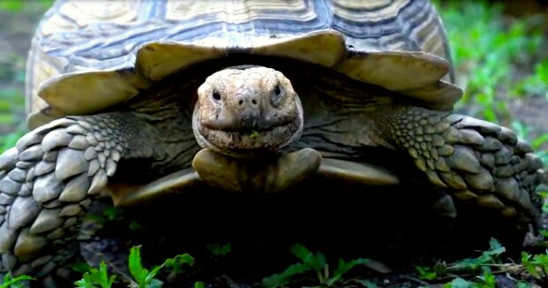 Schildkröte verletzte ihren Panzer bei einem Brand: Ärzte druckten ein neues 3D-Haus für sie