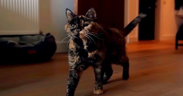 Flossie wurde als älteste Katze der Welt anerkannt: nach menschlichen Maßstäben ist sie bereits 120 Jahre alt