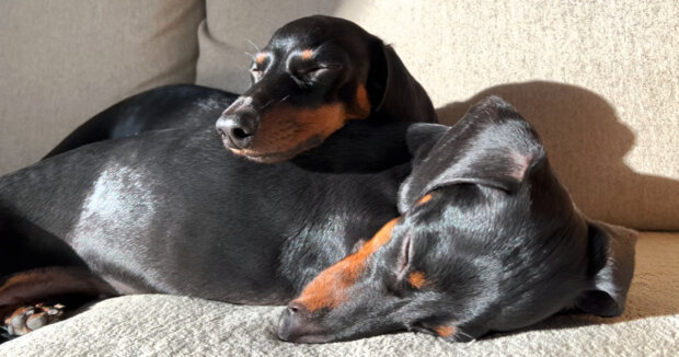 Zwei Dackel sehen gleich aus und sind vom Charakter her völlig unterschiedlich: Die Hunde müssen im selben Haus miteinander auskommen