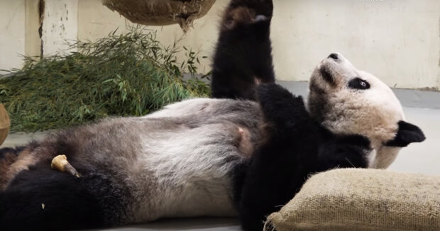 Tiere helfen Menschen, eine gemeinsame Sprache zu finden: Chinesische Tierärzte kommen nach Taiwan, um das Leben eines Pandas zu retten