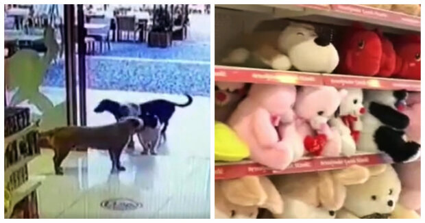 Drei Hunde tun sich zusammen und planen eine ganze Mission, um ein Plüschtier aus dem Laden zu beschaffen