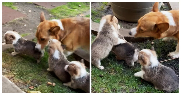 Mama ist immer da, um zu helfen: Besitzer zeigen Aufnahmen von Welpen, die sich oft “streiten”