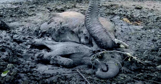 Elefantin und ihr Baby blieben im Schlamm stecken und verbrachten dort mehrere Tage