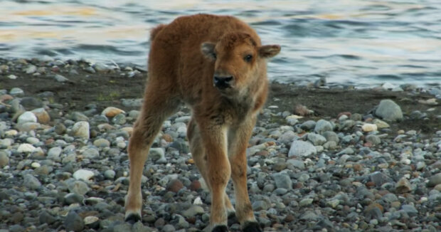 Zum ersten Mal seit 6.000 Jahren wurde in England ein wildes Bisonbaby geboren: Naturschützer feiern die Geburt des Jungen