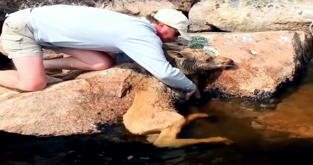 Fischer retteten einen schwachen Elch, der direkt über dem Wasser auf scharfen Felsen feststeckte