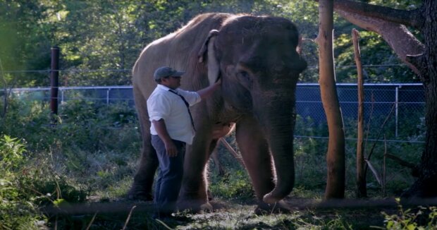 Herzliches Treffen: Elefant erkennt Tierarzt an, der ihn vor 12 Jahren gerettet hat