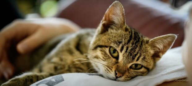 Die Besitzerin wurde ohnmächtig und fiel um: Die Katze versuchte zunächst, die Frau selbst zu retten, und eilte dann zu den Nachbarn