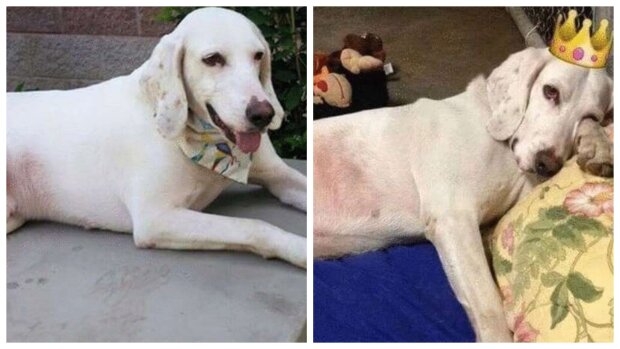 Der schöne weiße Hund wurde innerhalb eines Jahres 11 Mal ins Tierheim gebracht, bis die Leute errieten, was er wollte