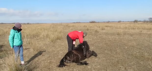 Ein Pferd bedankt sich bei einem Tierarzt, nachdem er es von der Fesselung befreit hat