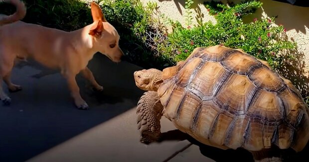 Die untrennbare Verbindung zwischen einer verwaisten Schildkröte und Welpen, die zusammen aufgewachsen sind