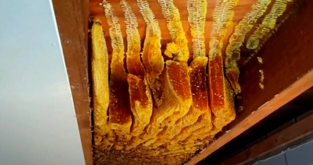 Der Hausbesitzer bemerkte, dass Honig von der Decke tropfte: als er die Deckenplatte entfernte, sah er, dass über dem Raum Millionen von Bienen lebten
