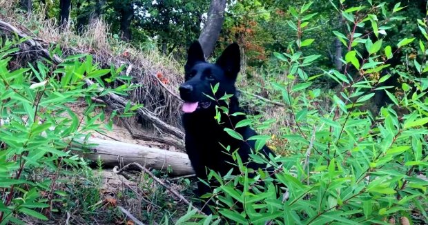 Der Hund lief jeden Tag in den Wald und sein Halter beschloss, herauszufinden, was los war, und stieß auf ein wildes Tier