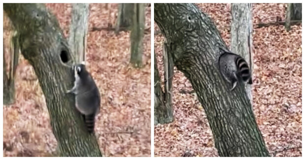 Der Waschbär, der gerne frisst: Ein Tier fand eine Höhle in einem Baum und wollte hinein