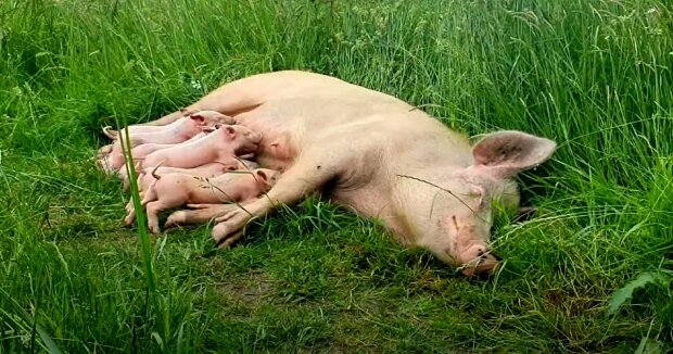 Eine schwangeres Sau floh von der Farm, um ihre Babies zu retten