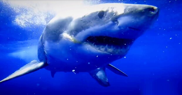 Tigerhai schwamm nahe am Boot vorbei und zeigte seine Zähne: der Raubfisch wurde mit der Kamera festgehalten