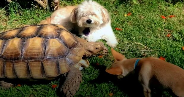 Verwaiste Schildkröten sind mit Hunden aufgewachsen: jetzt sind sie unzertrennliche Freunde