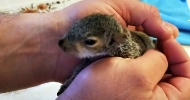 Die Familie und ihr Hund kümmerten sich 70 Tage lang um zwei Baby-Eichhörnchen, die aus einem Kobel gefallen waren