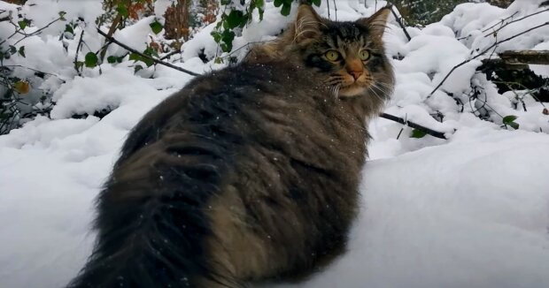 Die Frau konnte mit der Kamera festhalten, wie ihre Katze lustig mit Schneeflocken spielt