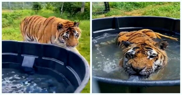 Glücksmoment: der gerettete Tiger springt zum ersten Mal ins Becken