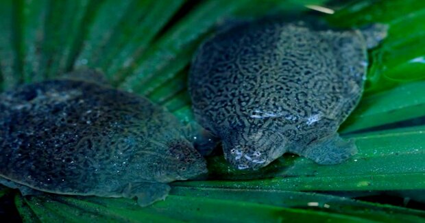 Biologen warteten mehr als 20 Jahren auf die Geburt seltener indischer Weichschildkröten mit weicher Schale