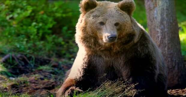 Jedes Jahr im Oktober wird in Alaska der großeste Bär gewählt