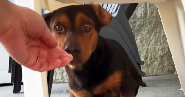 Die Frau ging am späten Abend los, um den Hund abzuholen, der draußen unter einem Plastikstuhl saß