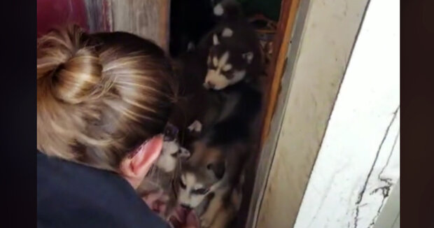 Retter kommen drei Huskys in einem verlassenen Haus zu Hilfe: Die Hunde führten sie zu ihren Welpen