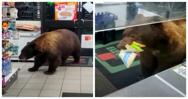 Ein riesiger Braunbär bricht in den Laden ein und weigert sich wegzugehen