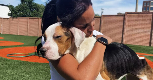 Gerettete Annie umarmt ihre Tierärzte zum ersten Mal, als es ihr besser geht