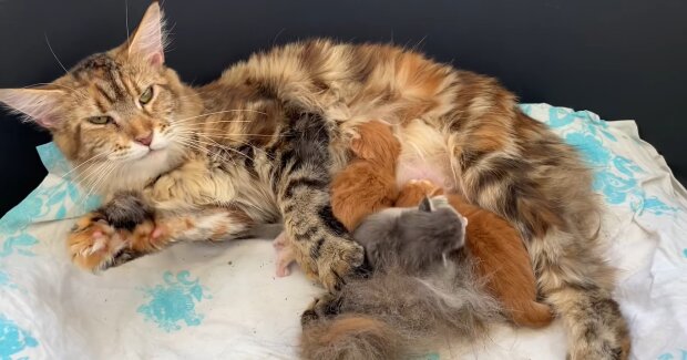 Frau setzt 35 Kätzchen im Wald aus: Richter trifft richtige Entscheidung, Einzelheiten