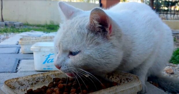 Das Kätzchen wollte nicht obdachlos sein und beschloss, dem großen Hauskater zu folgen