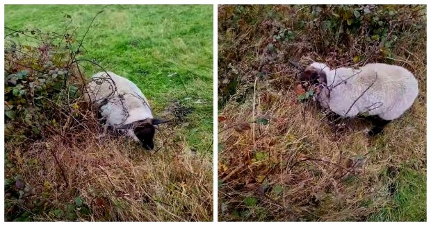 Das Schaf blieb in den Büschen stecken und konnte nicht herauskommen: ein guter Mann kam zur Rettung