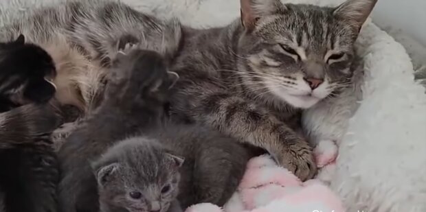 Streunende Katze bittet Menschen um Hilfe, nachdem sie in ihrem Garten Babys zur Welt gebracht hat